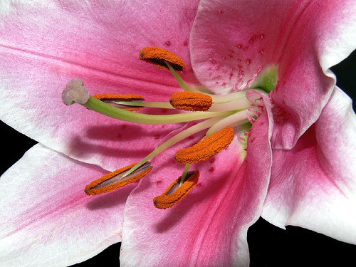 Stargazer Lily