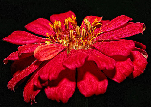 Zinnia