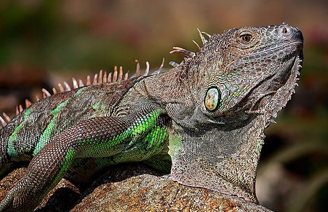 Learn about Your Iguana before You Get Them