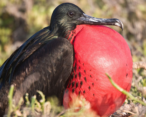 The Frigate Bird