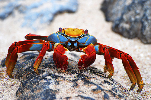 Lightfoot Crabs