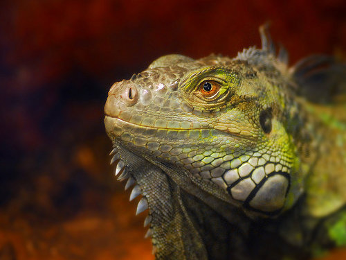 Marine Iguana