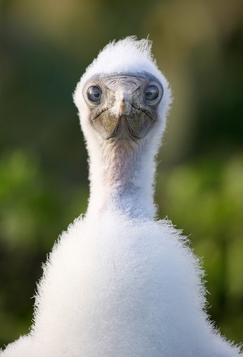 Red-Footed Booby