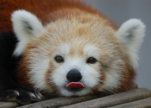 Red Panda