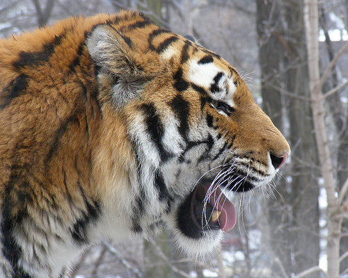 Siberian Tiger