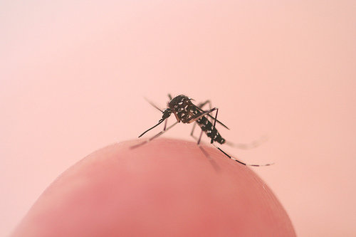 West Nile Virus