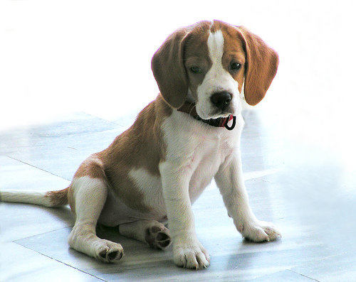 Beagle