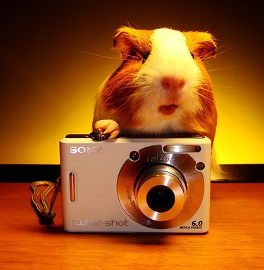 Guinea Pigs