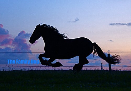 Horse Riding