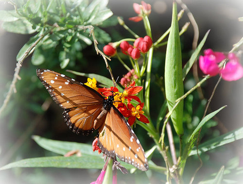 Botanical Gardens