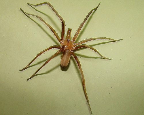 Dreadlocks with Spiders