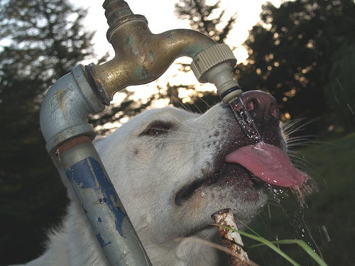 Humans Can Lick Too!