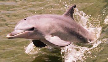 Bottlenose Dolphins