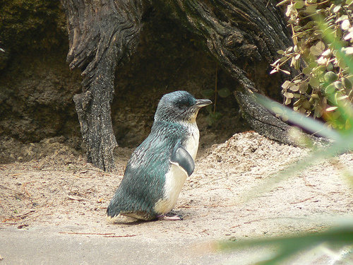 Fairy Penguin