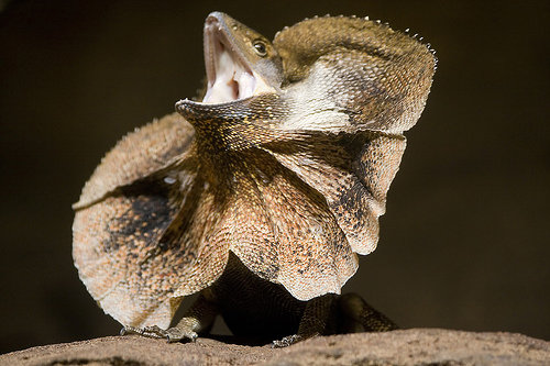 Frilled Neck Lizard