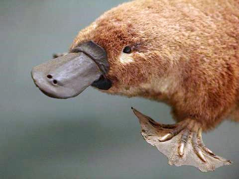 Platypus