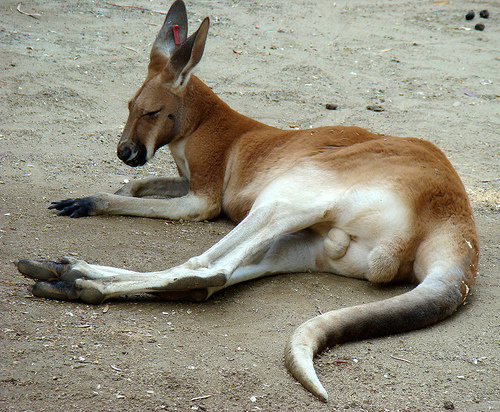 Red Kangaroo