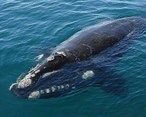 Southern Right Whale