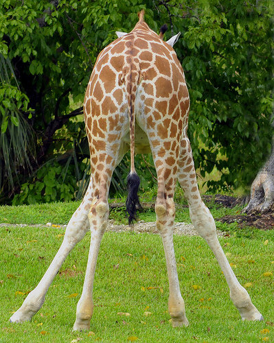 Giraffe