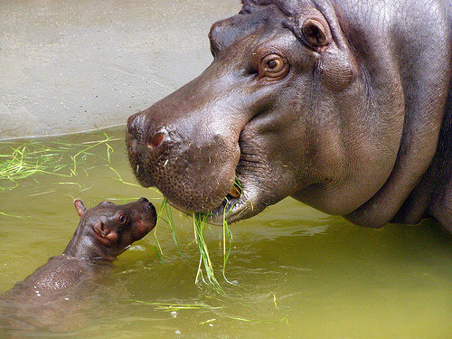 Hippopotamus