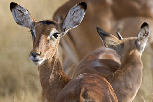 Impala