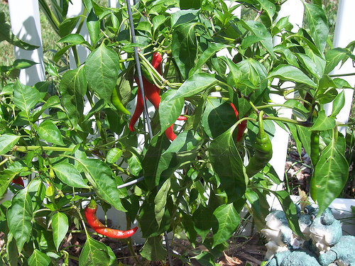 Cayenne Pepper