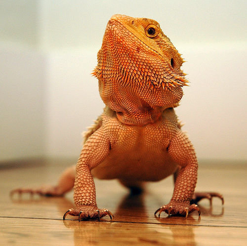 Bearded Dragon