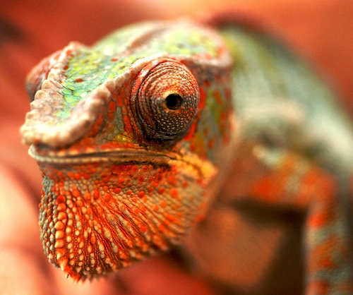 Panther Chameleon