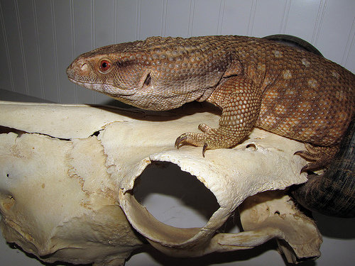 Savannah Monitor