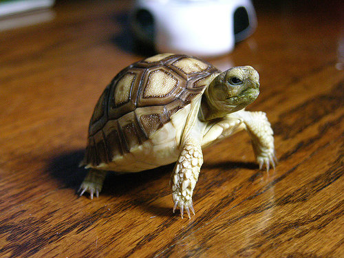 Sulcata Tortoise