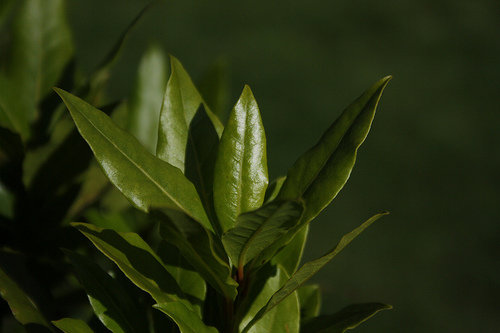 The Bay Leaves Method