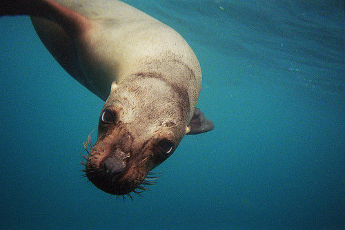 Galapagos Islands