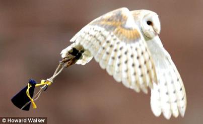 Is That an Owl at Your Wedding...