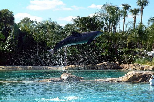 Discovery Cove in Orlando