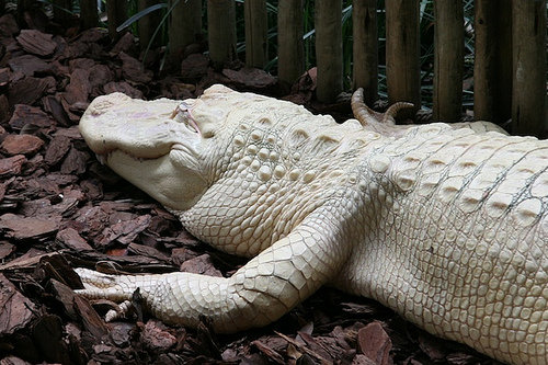 St. Augustine Alligator Farm