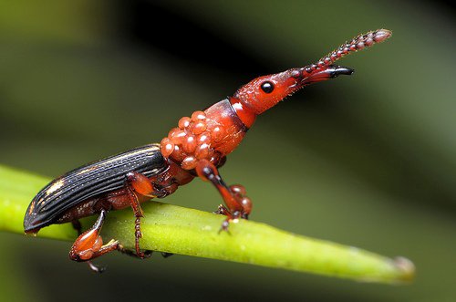 Brentid Weevils