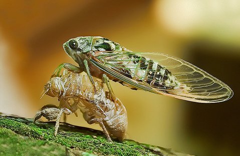 Cicada