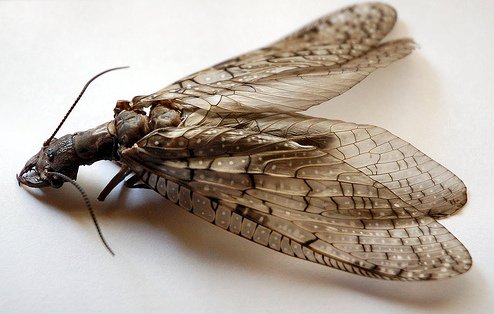 Dobsonfly