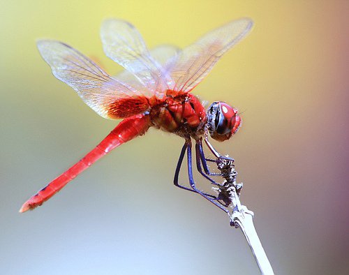 Dragonflies