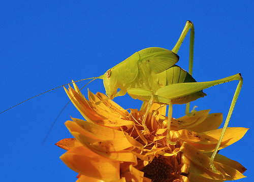 Katydids