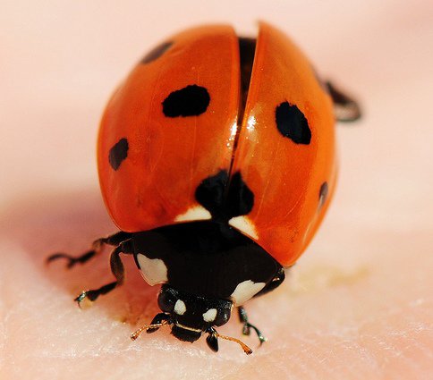 Ladybug