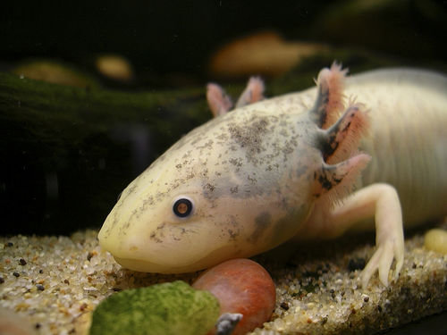 Axolotl