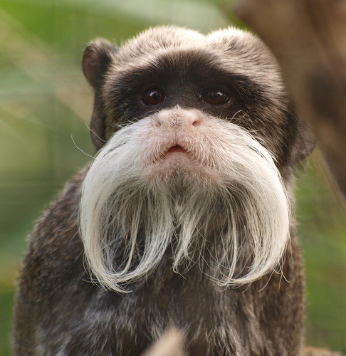 Emperor Tamarin