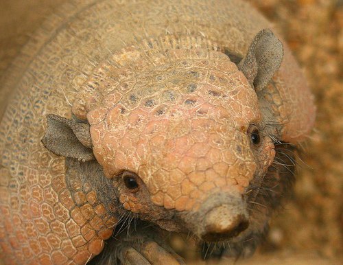 Pink Fairy Armadillo