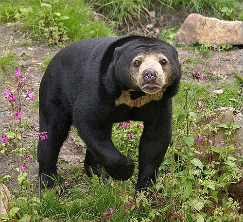 Sun Bear