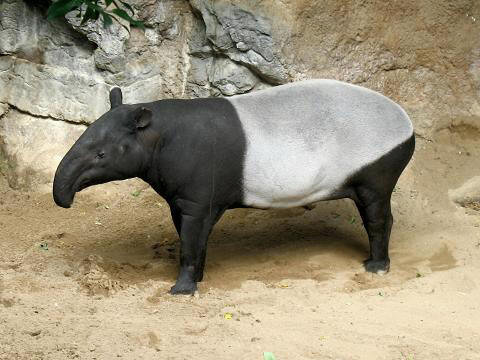 Tapir