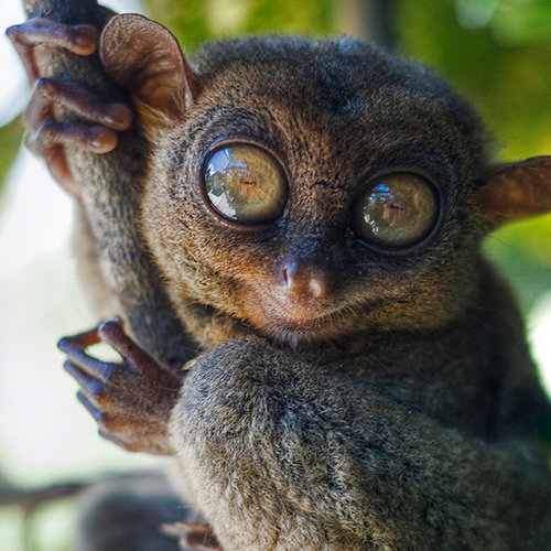 Tarsier