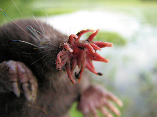 The Star-Nosed Mole