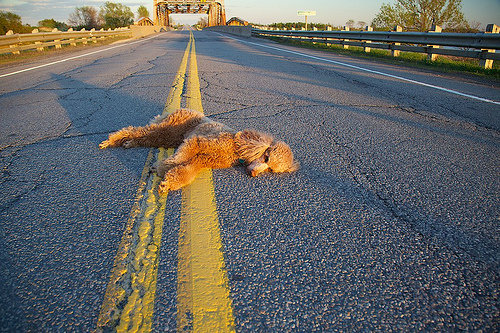 Roadkill Remover