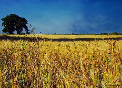 Wheat Intolerance